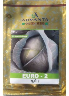 EURO-2 Cabbage